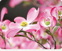 記念樹はハナミズキ